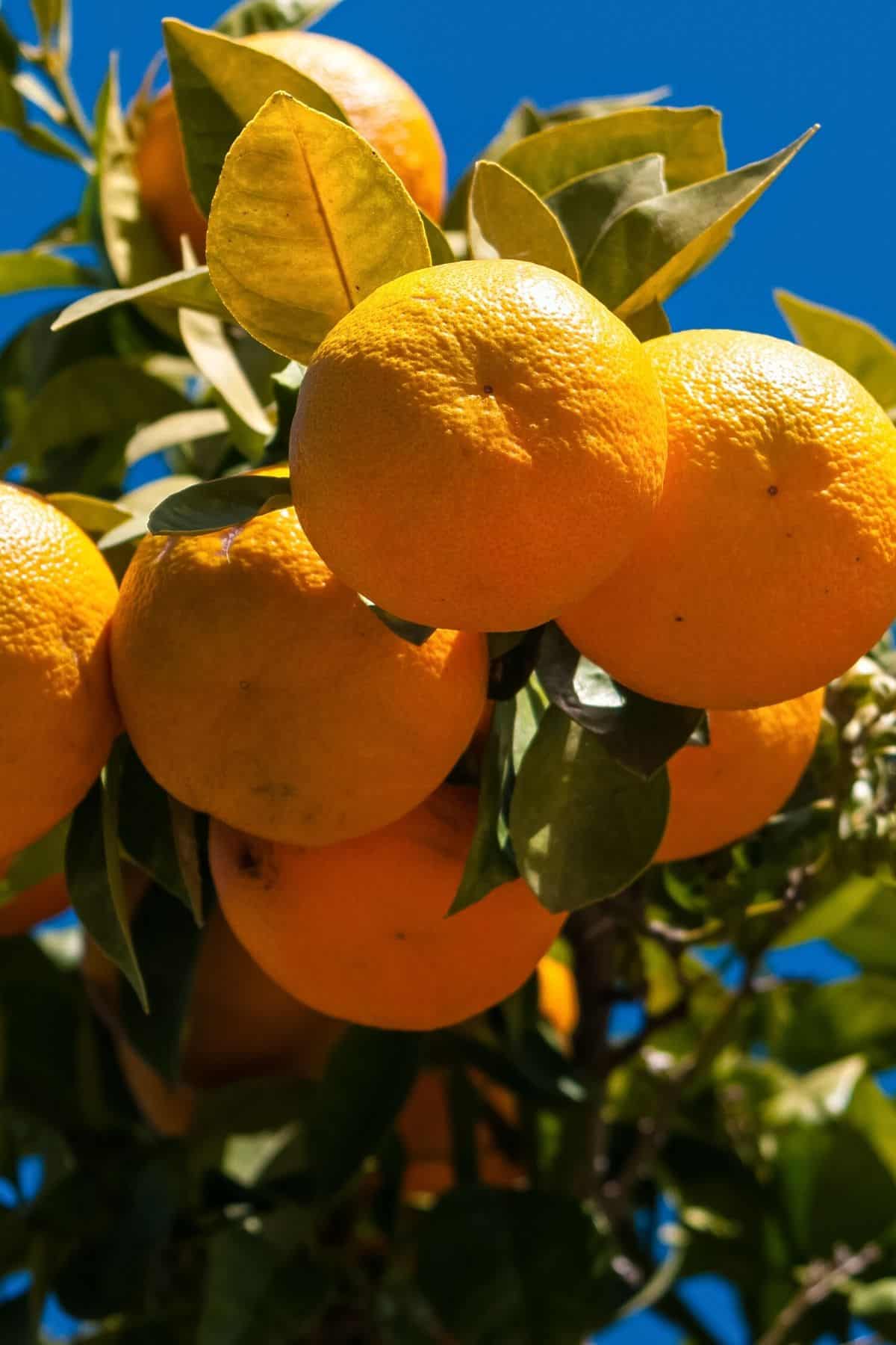 Naranjas españolas en un racimo en un árbol.