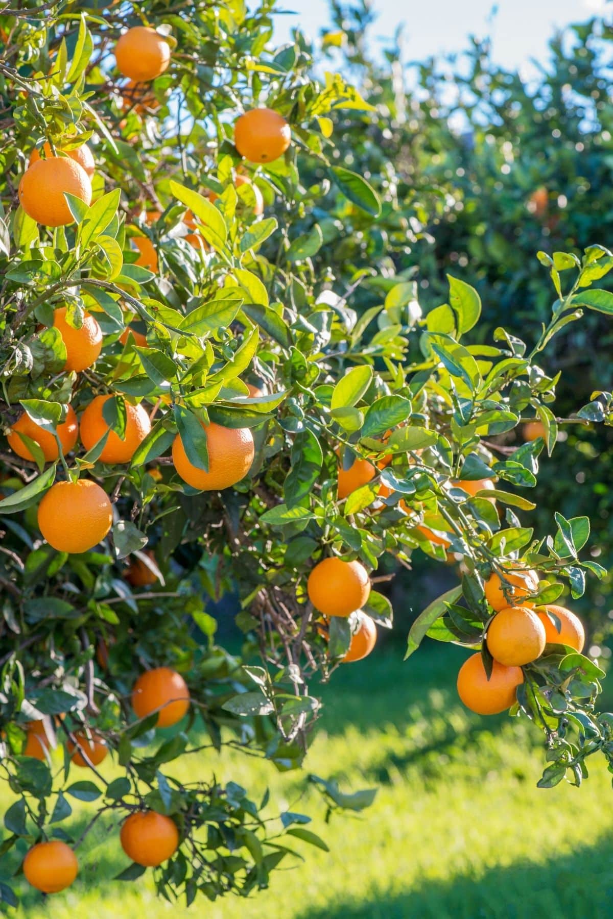 naranjas españolas en un árbol.