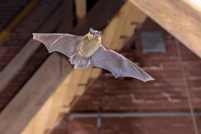 8 consejos para ahuyentar los murciélagos en el techo de la casa