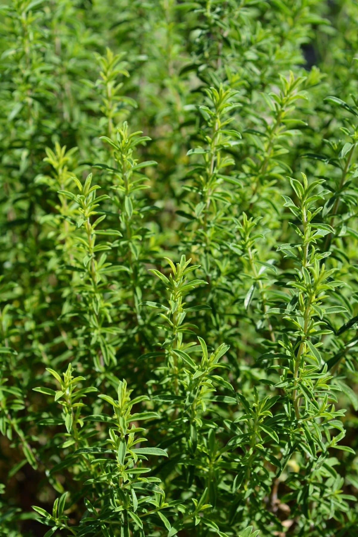 Una planta fresca de ajedrea de montaña.